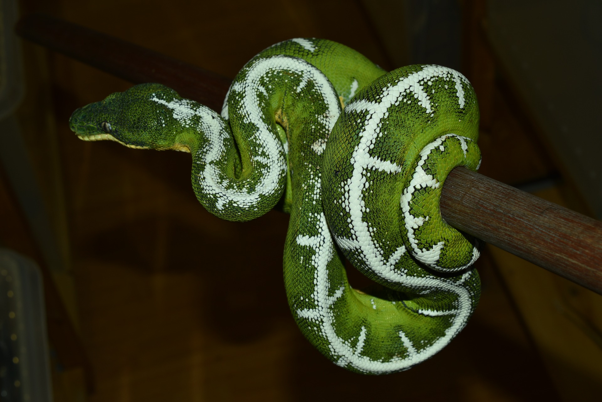 THRANDUIL (CbAN1731M)